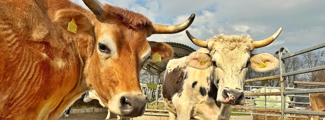Zwei liebenswerte Kumpels geniessen gemeinsam ihr Rentnerleben.