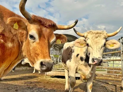 Zwei liebenswerte Kumpels geniessen gemeinsam ihr Rentnerleben.