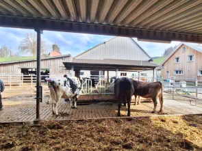 Hornfreundliche Fressraufe im Aussenbereich.