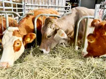 Gesundes Raufutter steht immer zur Verfügung.